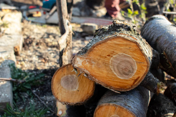 Trusted Albertville, MN Tree Care Experts