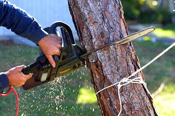 How Our Tree Care Process Works  in  Albertville, MN