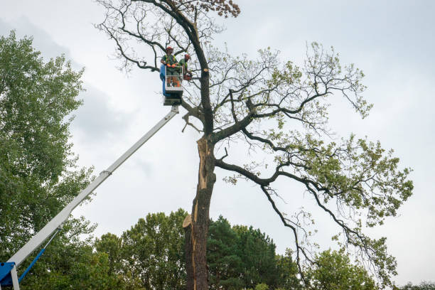 Tree and Shrub Care in Albertville, MN